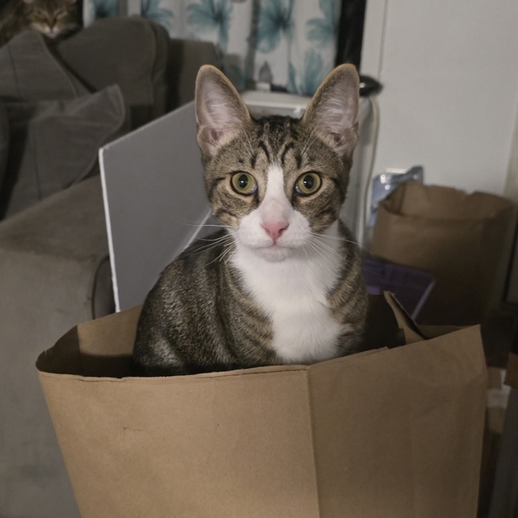 Meet your Posher - Picture 7 of 7